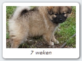 7 weken