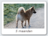 5 maanden