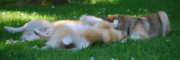 Drifa en Ysja jan. 2009