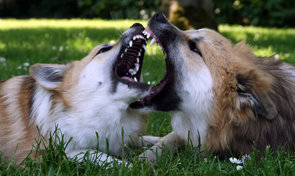 Ysja en Drifa jan. 2009